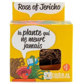 Jericho rožės auginimo...